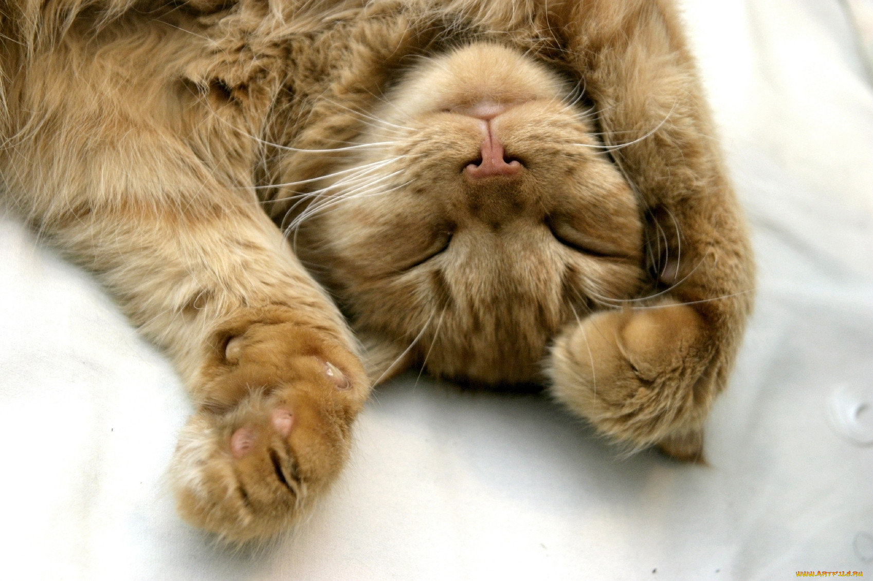 , , cat